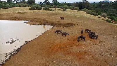 Live Webcam Kenia Nationalpark Aberdare