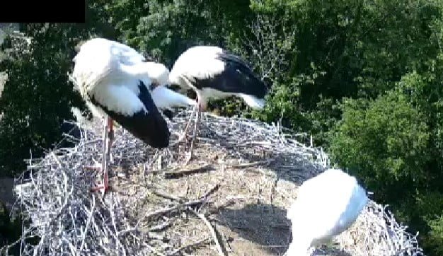 Tiergarten Worms Webcam Live