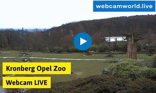 Kronberg Opel Zoo Webcam Aktuell Live