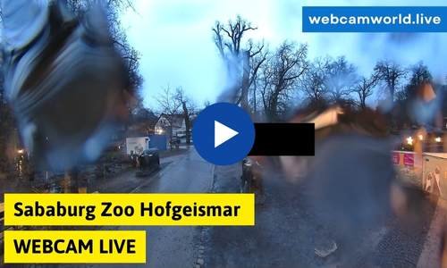 Sababurg Zoo Hofgeismar Webcam Aktuell Live